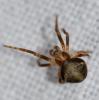 Araneus (sturmi-triguttatus)